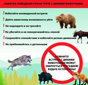 Правила поведения при встрече с дикими животными: как избежать трагедии.